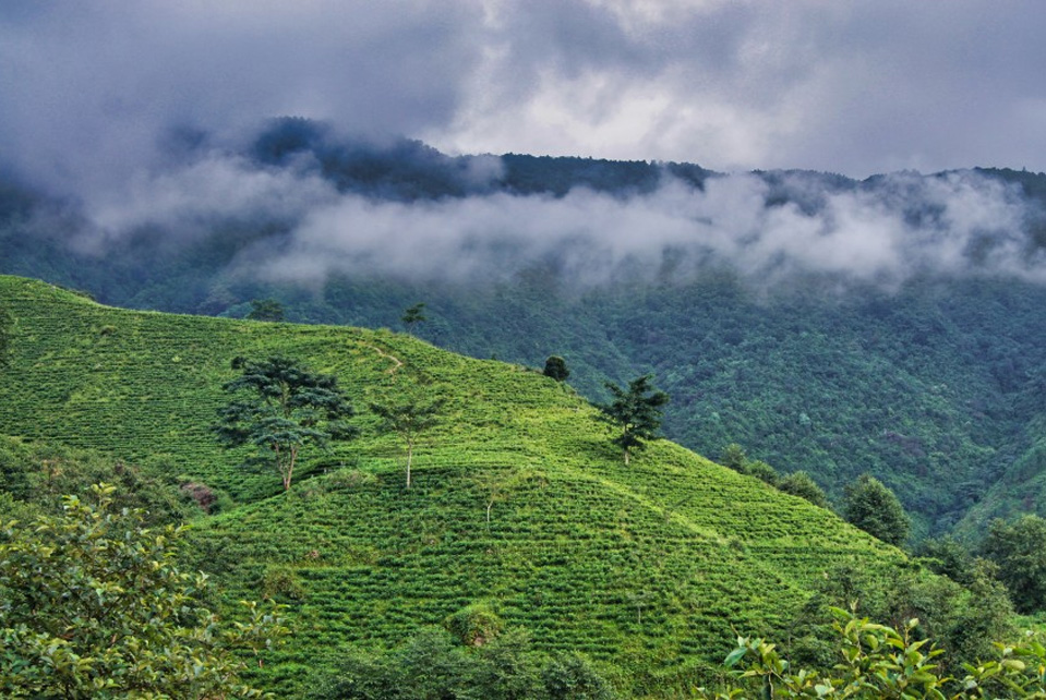 Bhotechaur Tea Garden